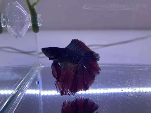 🐟おさかなさん🐟