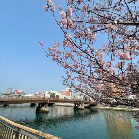 🌸桜の季節🌸